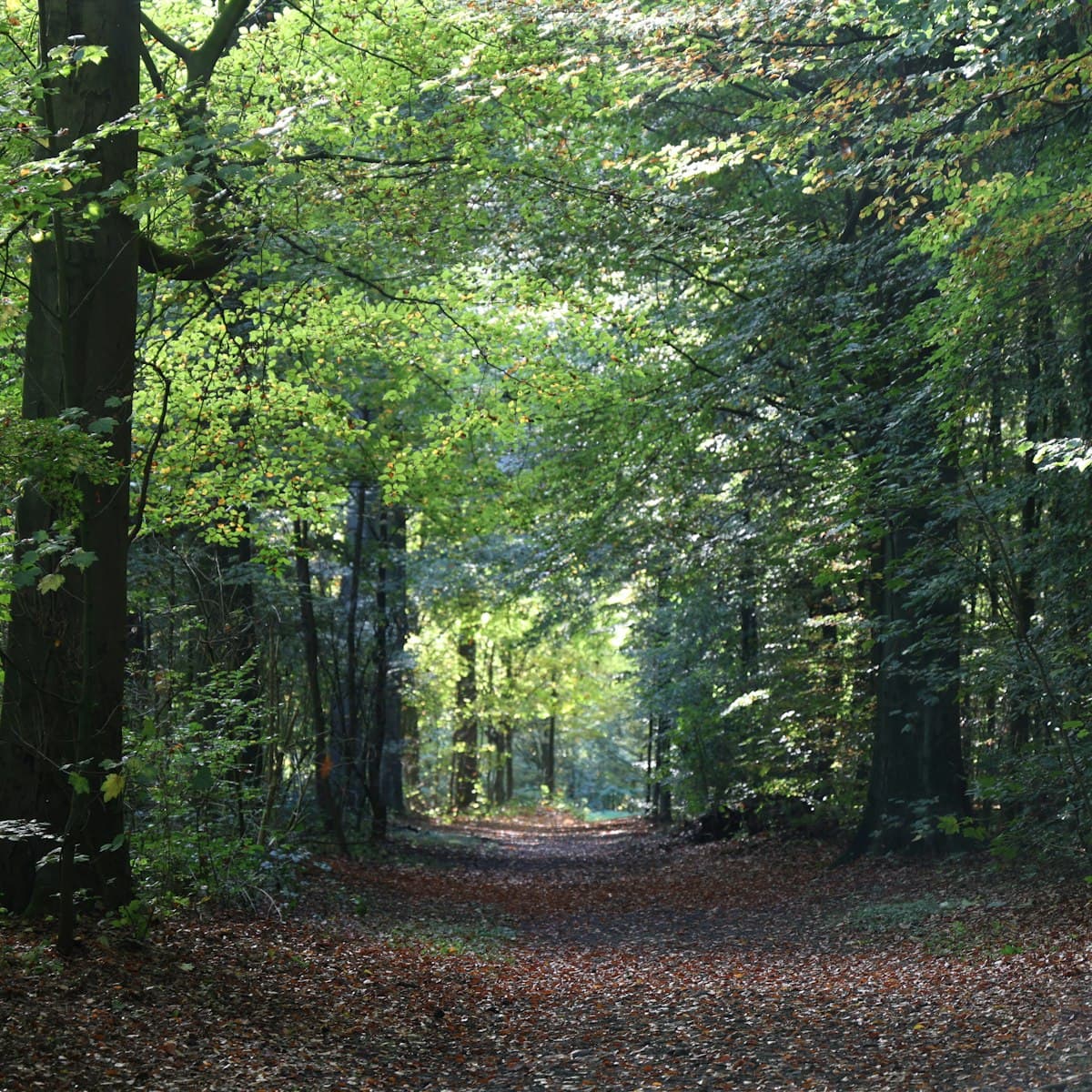 A sunlit woodland path covered in fallen leaves